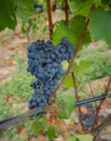 Carignano del sulcis grapes ready for harvest Royalty Free Stock Photo