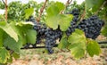 Carignano del sulcis grapes ready for harvest Royalty Free Stock Photo