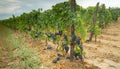 Carignano del sulcis grapes ready for harvest Royalty Free Stock Photo