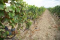 Carignano del sulcis grapes ready for harvest Royalty Free Stock Photo