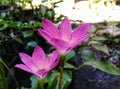 When the carinata rain lilies flower bloom beautifully