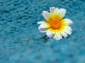 Carinatum flower close-up on a rug.