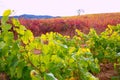 Carinena and Paniza vineyards in autumn red Zaragoza Spain