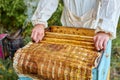 Caring adult beekeeper caring for the hive Royalty Free Stock Photo