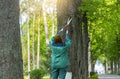 Caring for age-old trees in the park. The gardener takes care of the trees.