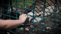 A little boy feeds a wild animal from his hands,give food to the animal.Cana antelope.