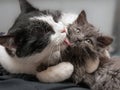 A caring cat hugged the kitten and washed it