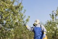 Caring for fruit trees, gardening. Gardener sprinkles trees.