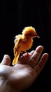 Caring hand supports a chirping canary, portraying harmony and kinship.