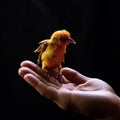 Caring hand supports a chirping canary, portraying harmony and kinship.