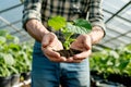 Caring Hands Presenting a Cucumber Seedling