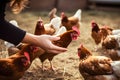 Caring Hands Tending to Flock of Chickens on the Farm. created with Generative AI