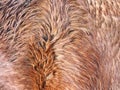 Caring for horse in winter, warm thick fur