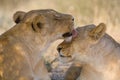 Caring lioness