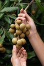 Caring for the longan