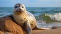 Caring for marine animals: salvation and rehabilitation of seals on the shore