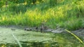 Caring mother duck watches her brood, summer