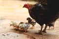 A caring mother hen with her Chicks Royalty Free Stock Photo