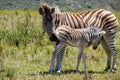 Caring mother zebra