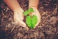 Caring for a new life. Watering young plants. The child`s hands. Royalty Free Stock Photo