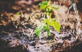 Caring for a new life. Watering young plants. The child`s hands. Royalty Free Stock Photo