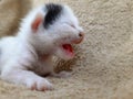 Caring for a newborn kitten. Royalty Free Stock Photo