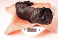 Caring for newborn small puppies, weighing them