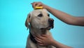 Caring owner combing labrador dog fur, grooming equipment cleaning slicker brush