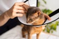 A caring owner puts an cone on a blue Abyssinian domestic cat for protection and healing. Vet-recommended care ensures a swift