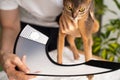 A caring owner puts an cone of shame on a blue Abyssinian domestic cat for protection and healing. Vet-recommended care ensures a