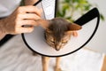 A caring owner puts an Elizabethan Collar on a blue Abyssinian domestic cat for protection and healing. Vet-recommended care