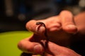 Caring person rescues baby newt reptile