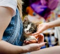 Caring for pets child`s hand caress a small tabby kitten sitting