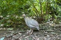 Caring silver mother guinea fowl hen takes care of her newborn day one chicks Royalty Free Stock Photo