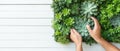 Caring for succulent plants in a vertical garden wall. Royalty Free Stock Photo