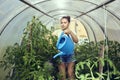 Caring for tomatoes in greenhouse, young European woman in shorts uses garden watering can to water seedlings. Royalty Free Stock Photo