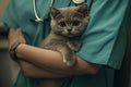 Caring Vet with Adorable Cat Royalty Free Stock Photo
