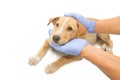 Caring vet comforting sick dog Royalty Free Stock Photo