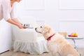 Caring woman feeding the dog