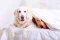 Caring woman lying on bed with her dog Royalty Free Stock Photo