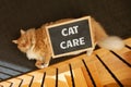 Caring for your pets topic depicted with ginger cat. Royalty Free Stock Photo