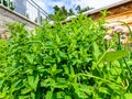 Carinthian mint Mentha x carinthiaca in front of blue sky