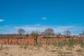 Cariri, ParaÃÂ­ba, Brazil - February, 2018: Landscape of nature background with cows and oxen feeding, eating in a dry land with Ma