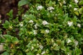 Carissa bispinosa grows as a shrub or small tree