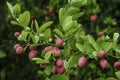 Carissa carandas, Carunda, Karonda seeds ripe pink or red colorful, tropical citrus karanda or koromcha fruit, Karanda or carunda