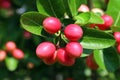 Carissa carandas, Carunda, Karonda seeds ripe pink or red colorful, tropical citrus karanda or koromcha fruit, Karandaor carunda