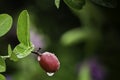 Carissa carandas, Carunda, Koromcha tree, Karonda seeds ripe pink or red colorful, tropical citrus karanda or koromcha fruit, Royalty Free Stock Photo