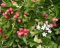 Carissa carandas fruit and flower in nature garden Royalty Free Stock Photo