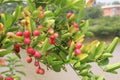 Carissa carandas fruit on tree on farm