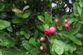 Carissa carandas fruit on tree on farm